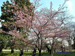 ť Prunus x Kanzakura Kawazu
