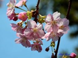 ť Prunus x Kanzakura Kawazu