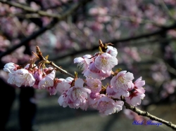 ĥХ󥶥 Prunus x introrsa Introrsa