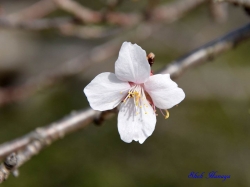 ե楶 Prunus x parvifolia Parvifolia