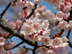 󥶥 Prunus x kanzakura Kanzakura