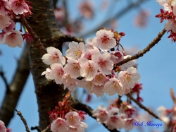 󥶥 Prunus x kanzakura Kanzakura