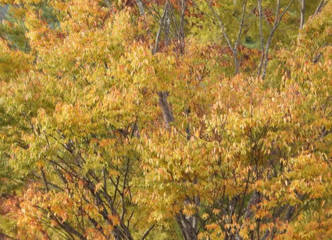 今日は大幅反発