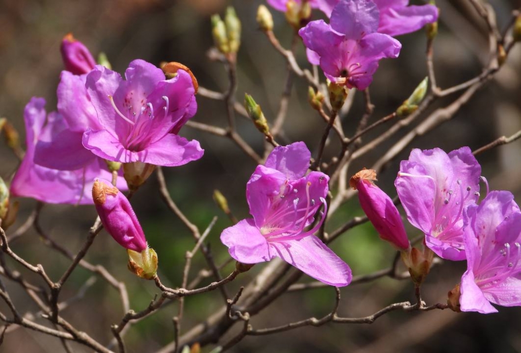 今日は　反発かな　大幅上昇中
