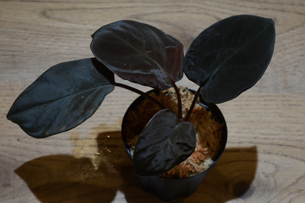 Homalomena sp. 'Black Velvet' 【KN2017】 本日リリースの植物