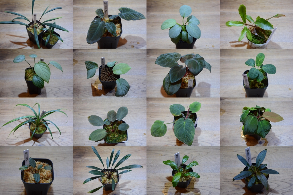Homalanthus 赤備 PP-238674 選抜株 草納め2024リリース予定株 | DISCOVERYブログ