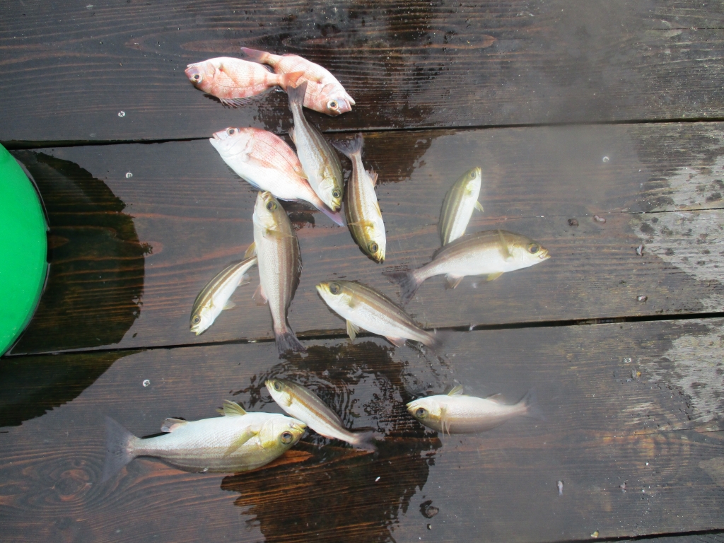 6月15日（木）筏・カセ釣り釣果 | さかぐち水産・七宝丸 | 筏釣り・カセ釣り | 三重県南伊勢町迫間浦