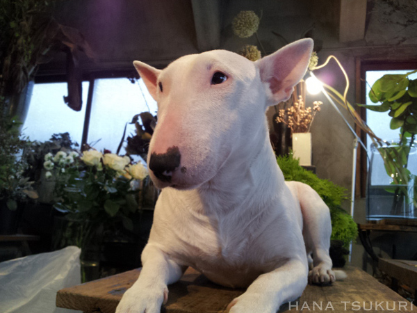 Resultado de imagen para bull terrier 犬 美しい