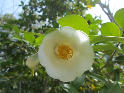 椿餅 - 20180311_2276298.jpg