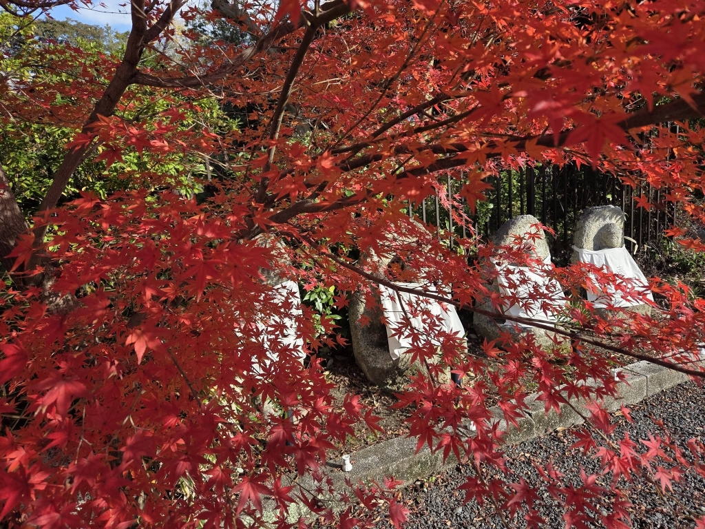 紅葉速報（11/28） | やわた走井餅老舗のブログ
