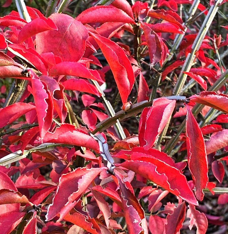 それぞれの紅葉風景 | My First JUGEM