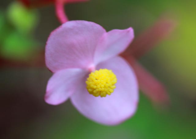 hardy begonia-1.jpg