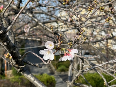 開花宣言とブライトキャスタースティック。 | Brightliver Tackle.co