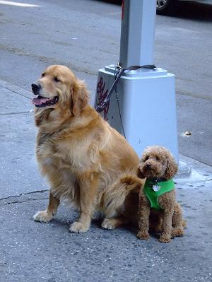 waiting dogs