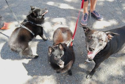 central park dogs