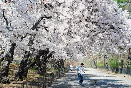 central park cherry blossoms