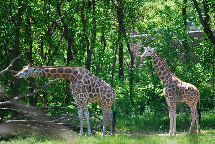 bronx zoo