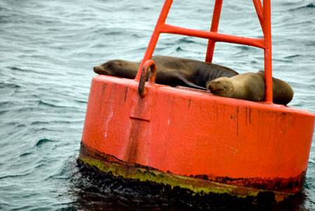 sea lion 1