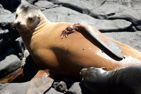 sea lion