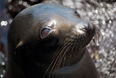 sea lion