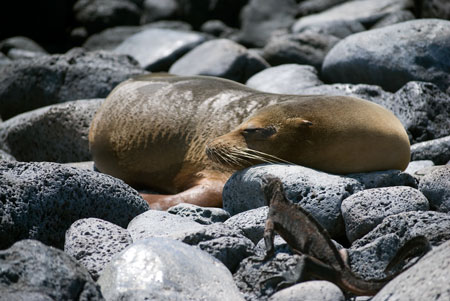 sea lion