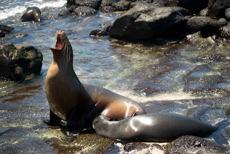 sea lion