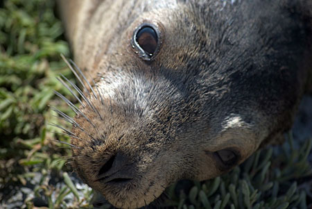 sea lion