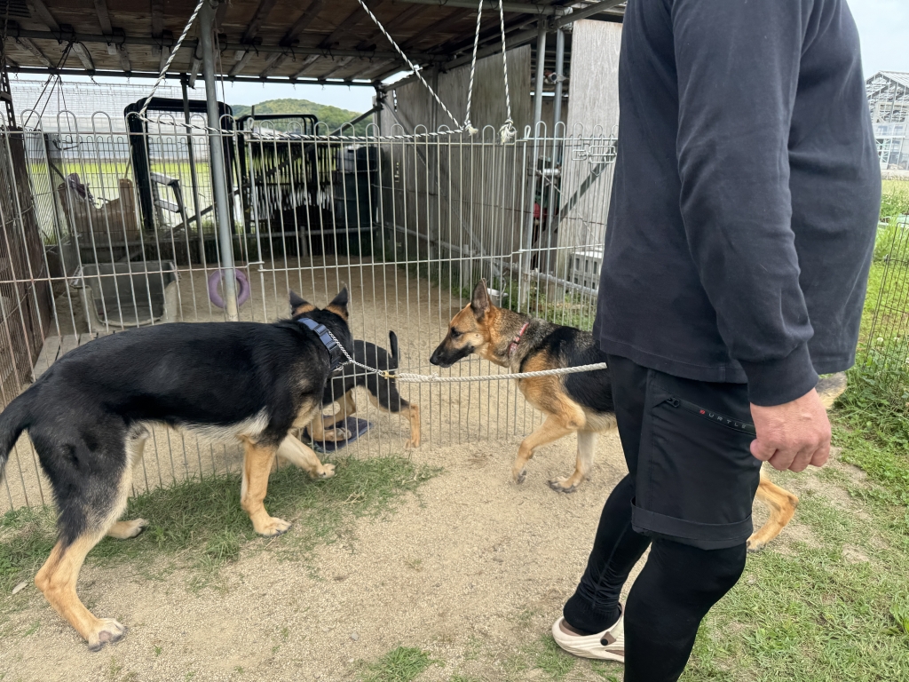 新入生のルーク君(^_-)-☆ | 紀ノ川警察犬・愛犬訓練所