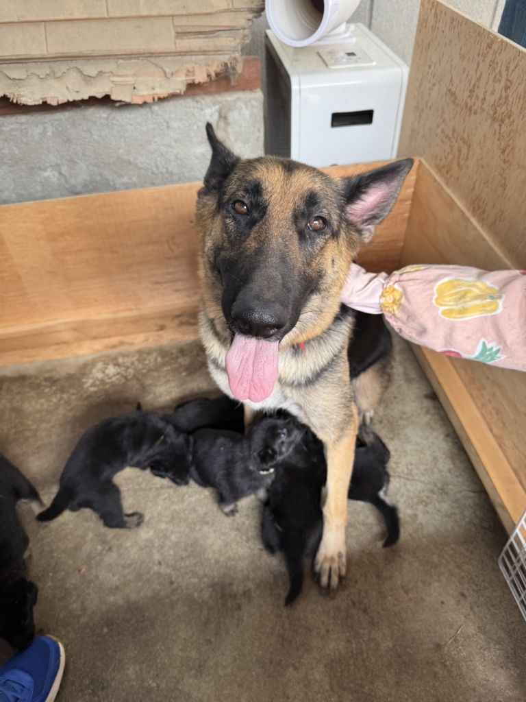 警察 犬 訓練 所 シェパード 子犬