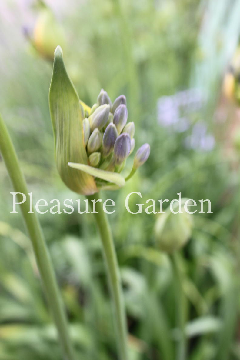 ひっそりと咲く花たち＆蕾たち | life blog by Pleasure Garden ＆ Living
